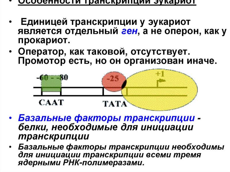 Схема транскрипции эукариот