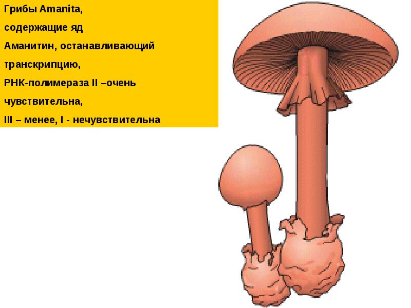 Презентация транскрипция музыка 7 класс