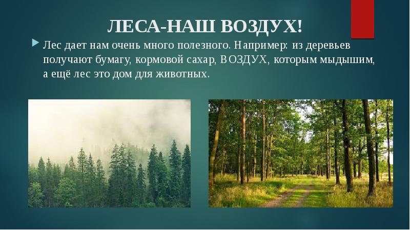 Легкие планеты. Почему в лесу воздух. Растения очищающие воздух. Лес легкие нашей планеты. Воздух в лесу.