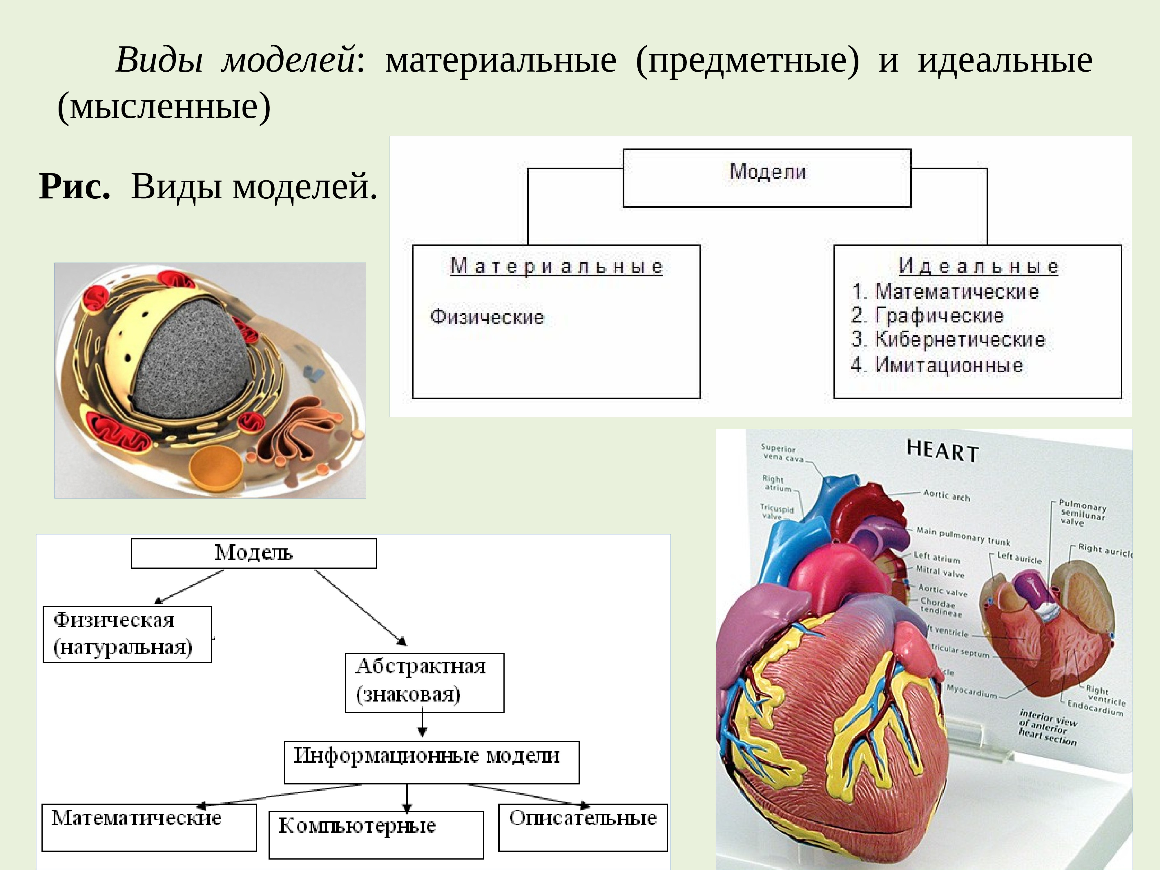 Математическое моделирование в экологии презентация