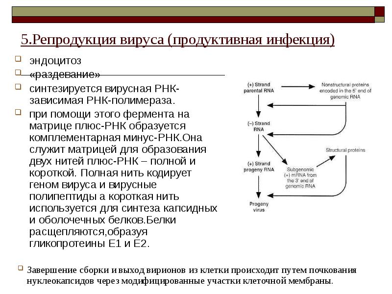 Воздействие рнк полимеразы на нуклеотиды. Структура ДНК зависимой РНК полимеразы. РНК-зависимой РНК-полимеразы. Полимераза вируса. РНК полимераза у вирусов.