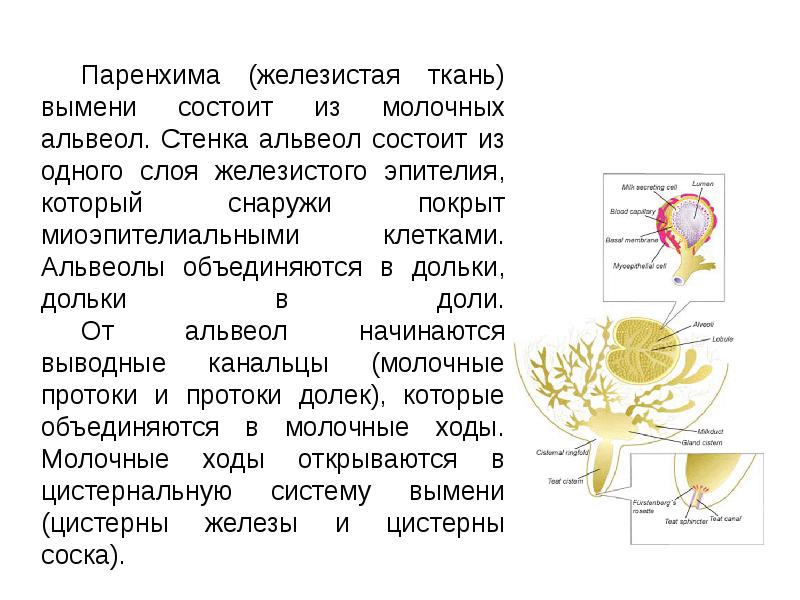 Стенка альвеол верно все кроме