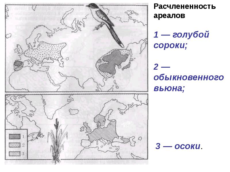 Закончите схему типы ареалов