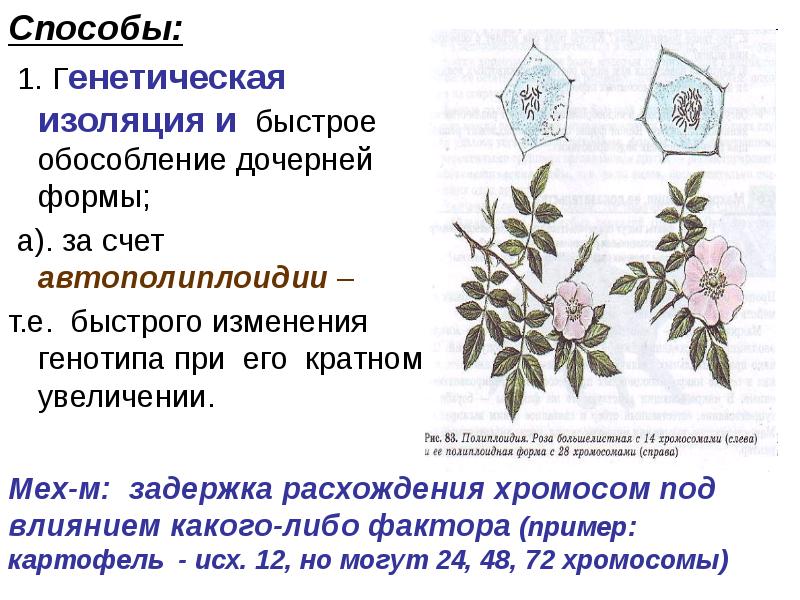 Передача данных из дочерней формы в главную c#. Наследование в ооп питон. C# создание приложения с рабочей областью. Программа mdi. Управляемый меню (mdi).