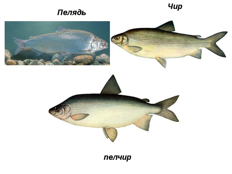 Рыба пелчир фото и описание