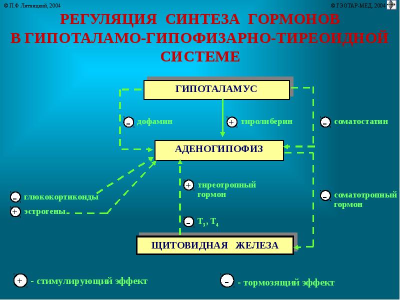 Щитовидная железа патофизиология презентация - 83 фото