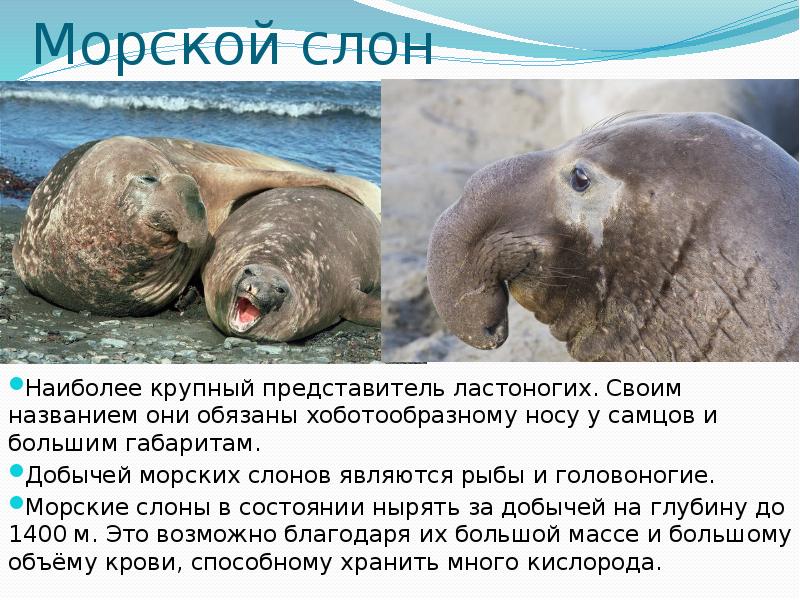 Морские животные презентация 7 класс