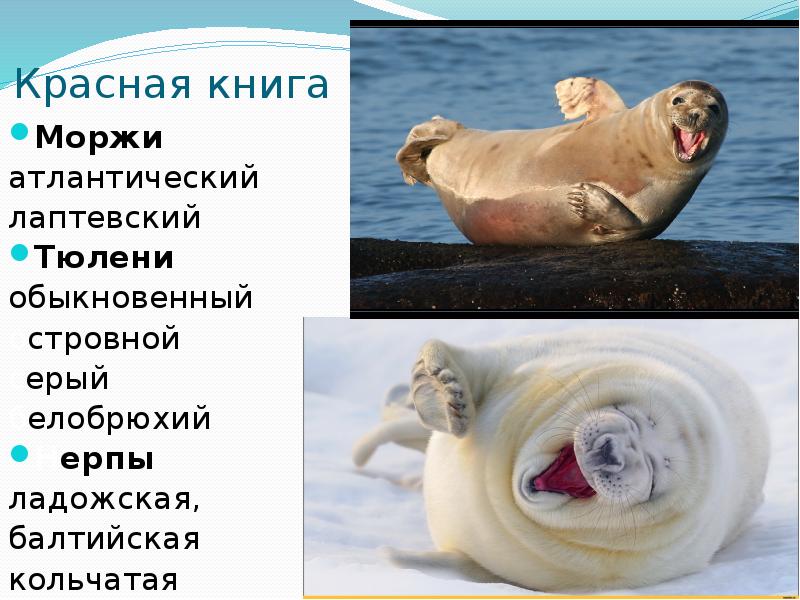 Морж занесен в красную книгу