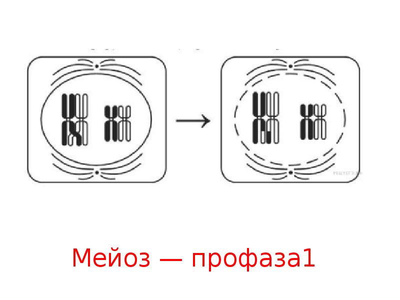 Егэ биология митоз мейоз картинки