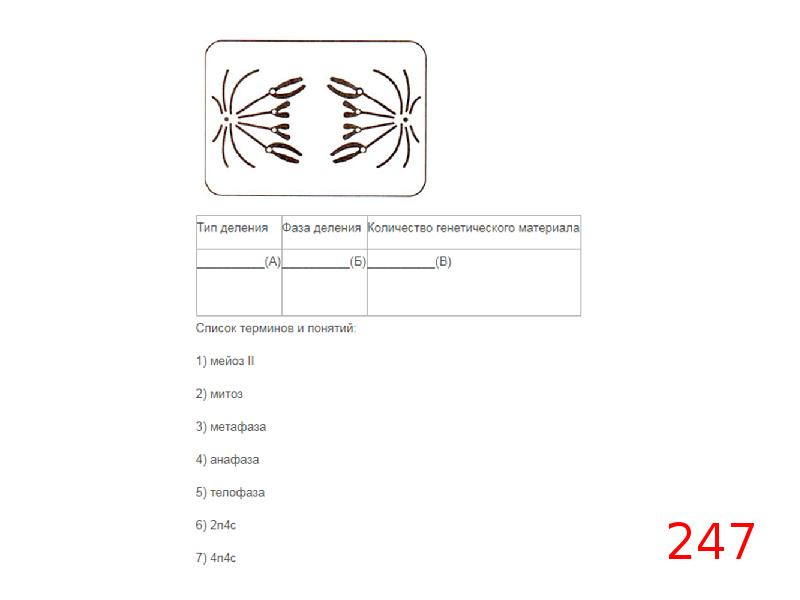 Какое деление изображено на рисунке. Кроссворд по теме митоз и мейоз с ответами. Кроссворд по митозу и мейозу. Задания 27 ЕГЭ мейоз. Кроссворд по теме митоз и мейоз.