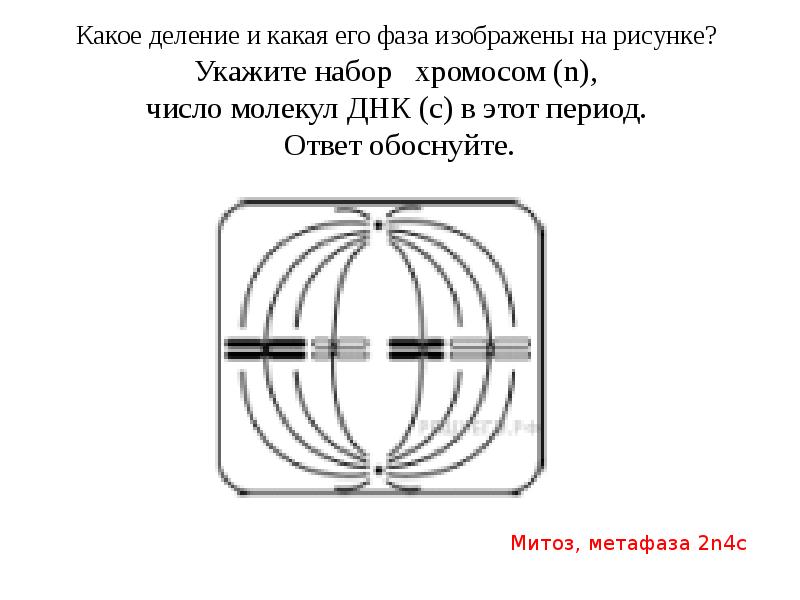 Назовите тип и фазу деления изображенных на рисунке