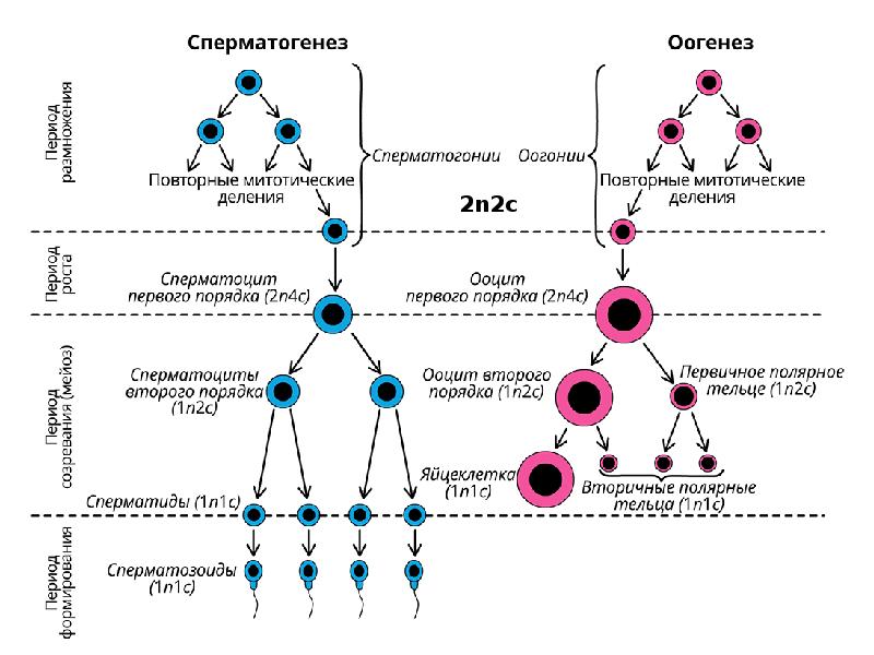 Овогенез схема егэ