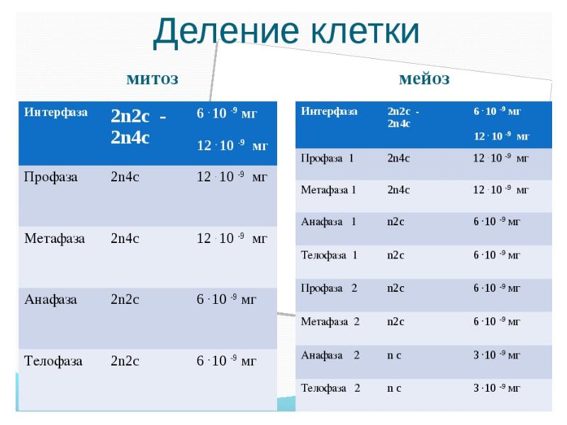 Набор хромосом и число молекул днк. Митоз мейоз таблица 2n2c. Мейоз фазы 2n2c. Митоз схема 2n2c. Фазы митоза хромосомный набор.