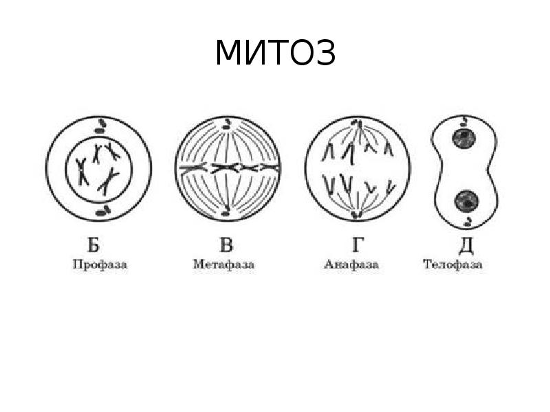 Мейоз тест 10 класс биология. Этапы деления клетки митоз. Фазы митоза схема. Фазы деления клетки митоз рисунок. Фазы митоза 6 фаз.