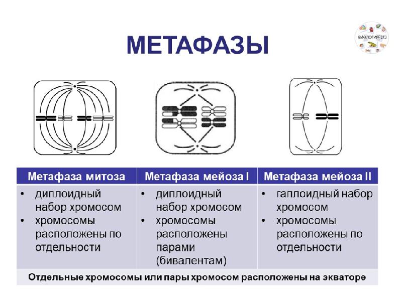 Задания митоз мейоз картинки егэ