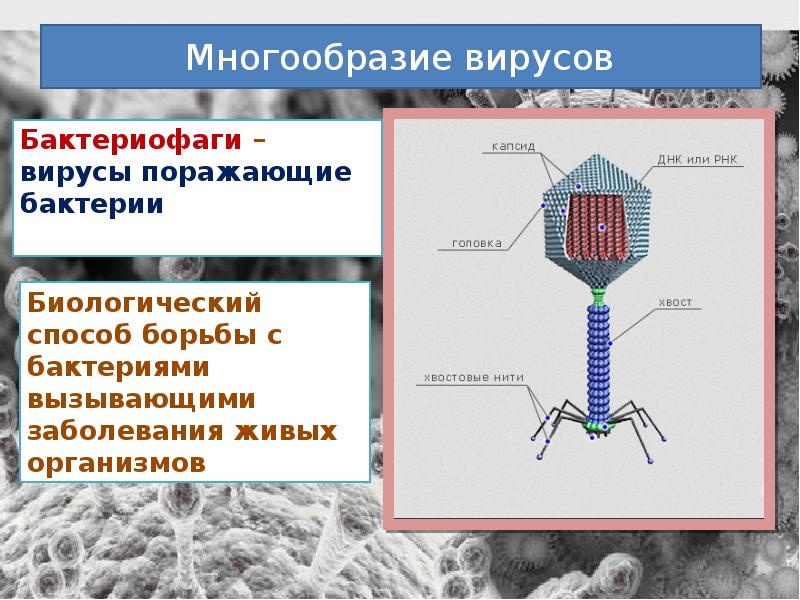 Как вшить в презентацию вирус