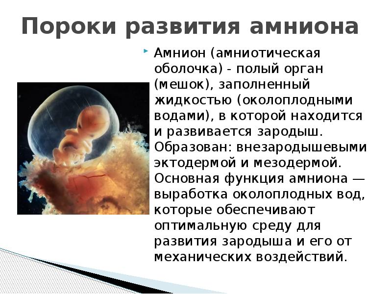 Появление амниона и других зародышевых оболочек