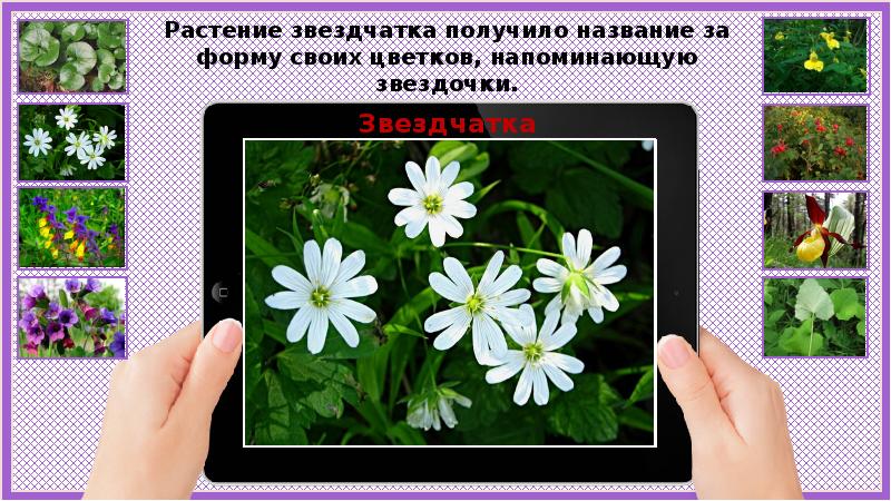 Презентация по окружающему миру 3 класс в центре европы школа россии