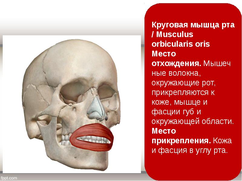 Губы мышцы рта. Круговая мышца губ анатомия. Круговая мышца рта анатомия. Место прикрепления круговой мышцы рта. Круговая мышца рта начало.