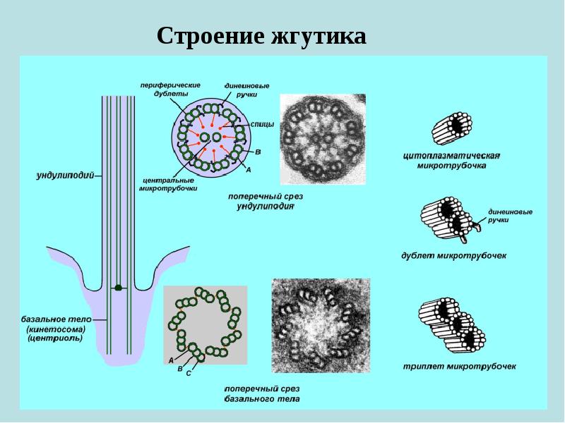 Реснички и жгутики эукариот