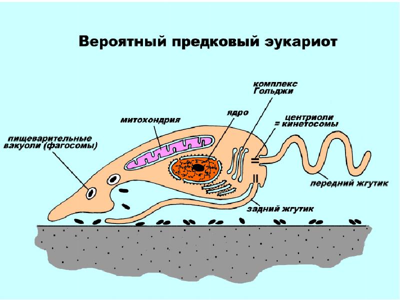 Многоклеточный шаровидный зародыш с однослойной стенкой и полостью внутри называется