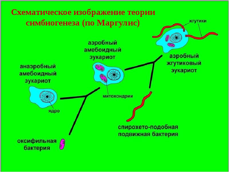 У эукариот процесс происходит в ядре. Гипотеза симбиогенеза схема. Теория симбиогенеза эукариот. Симбиотическая теория образования эукариот. Линн Маргулис теория симбиогенеза.