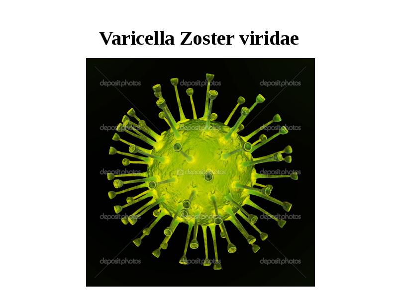 Вирус varicella zoster картинки