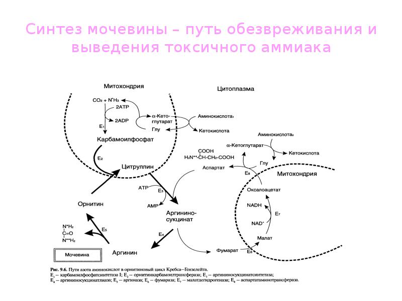 Схема синтеза мочевины