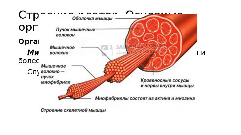 Состав какого органа входят мышечные клетки изображенные на рисунке