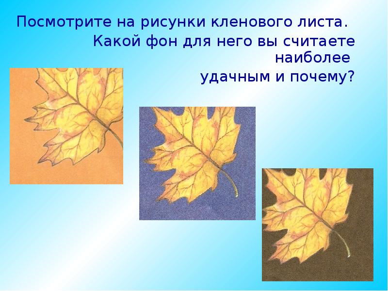 Лист увидел. Рисование кленовых листьев презентация. Клен расположение листьев. Листья клена расположение. Значение листа клена.