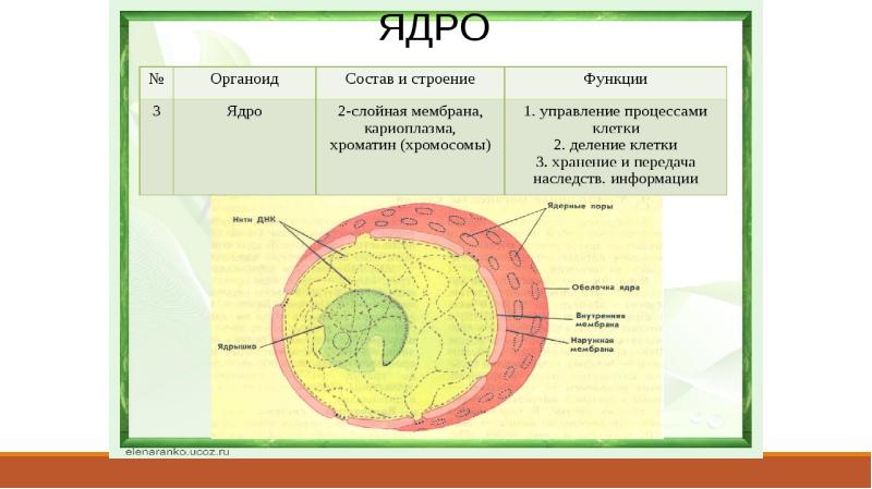 Установите соответствие между функциями и компонентами клетки обозначенными цифрами на схеме выше