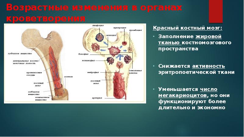 Красный костный мозг презентация