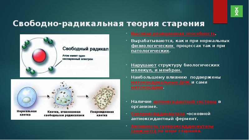 Митохондриальная теория старения презентация