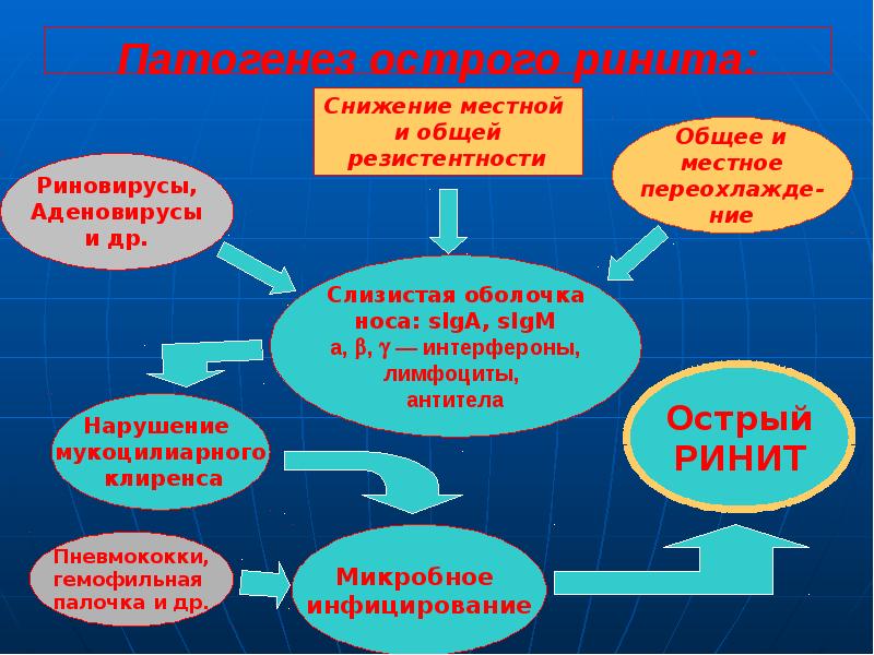 Патогенез острого ринита: Патогенез острого ринита: