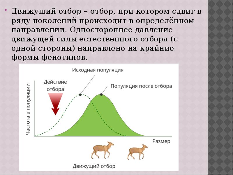 Движущий отбор – отбор, при котором сдвиг в ряду поколений происходит