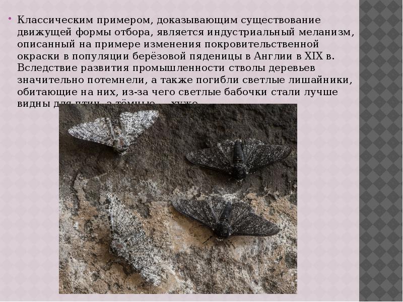 Классическим примером, доказывающим существование движущей формы отбора, является индустриальный меланизм, описанный