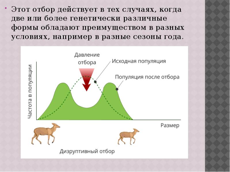 Этот отбор действует в тех случаях, когда две или более генетически