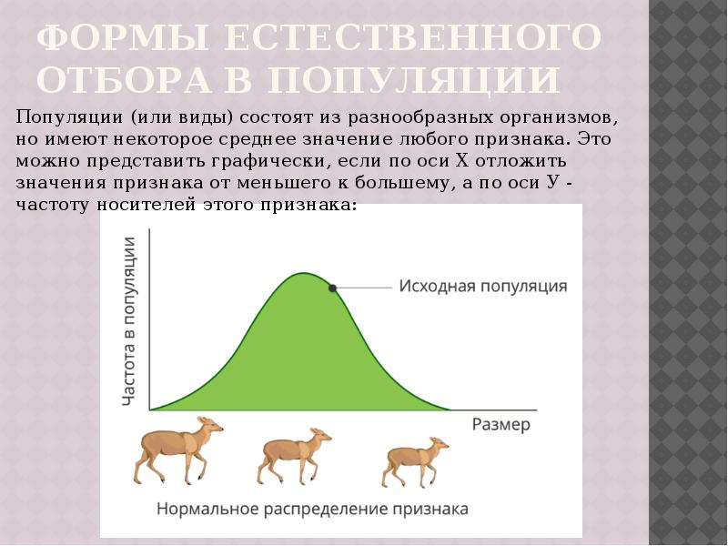 Формы естественного отбора в популяции
