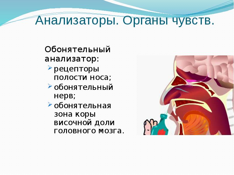 Органы чувств анализаторы презентация