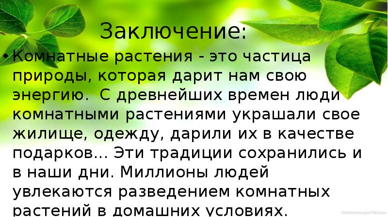 Целебные свойства комнатных растений проект