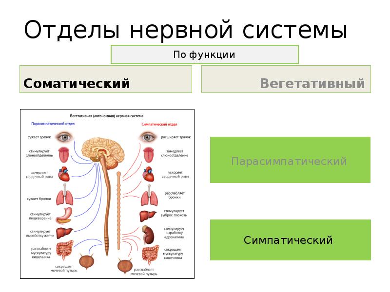 По каким принципам классифицируют отделы нервной. Вегетативная нервная система физиология. Анатомия, физиология, функции вегетативной нервной системы. Вегетативная НС анатомия. Анатомия и физиология нервной системы схема человека.