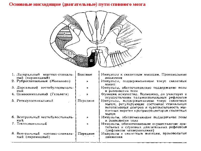 Расположение проводящих путей спинного мозга схема