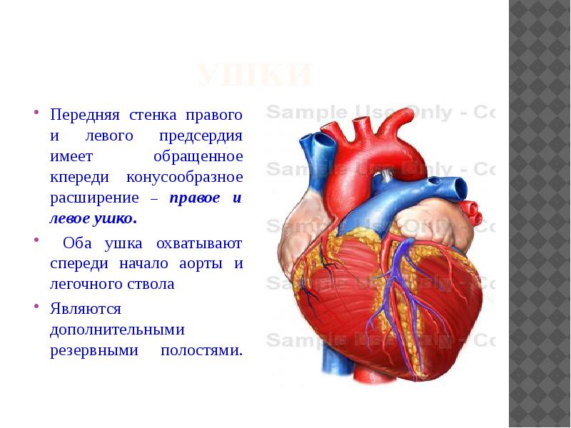 Отверстие в стенке правого предсердия