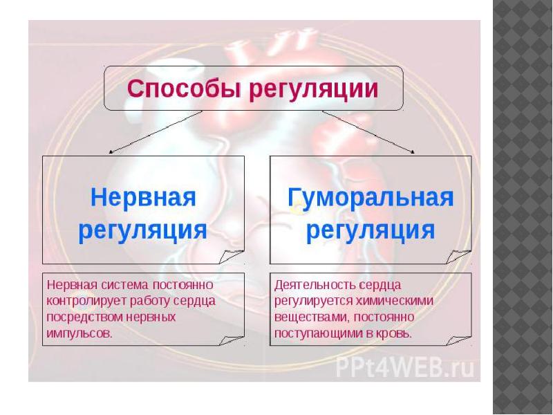 1 нервная регуляция осуществляется с помощью. Нервная регуляция кровообращения. работа сердца регулируется.