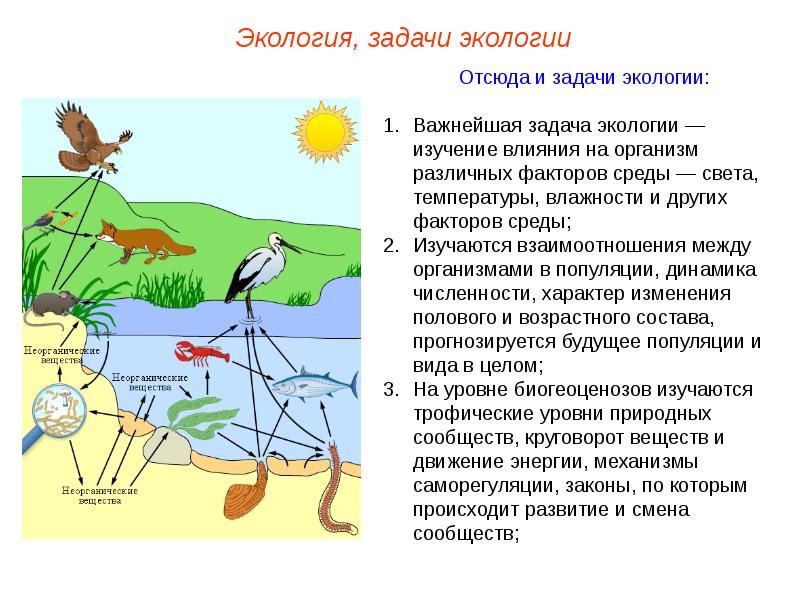 Решение экологических задач презентация