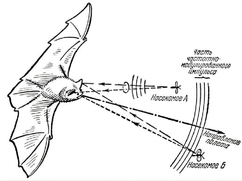 Крылатые эхолокаторы проект