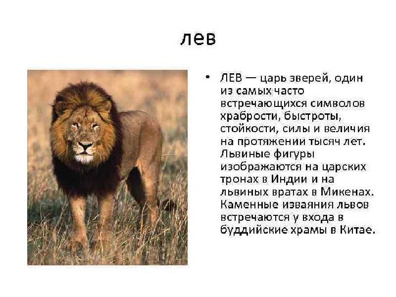 Царь зверей том 2. Доклад про Льва. Лев для презентации. Лев царь зверей доклад. Лев описание животного.