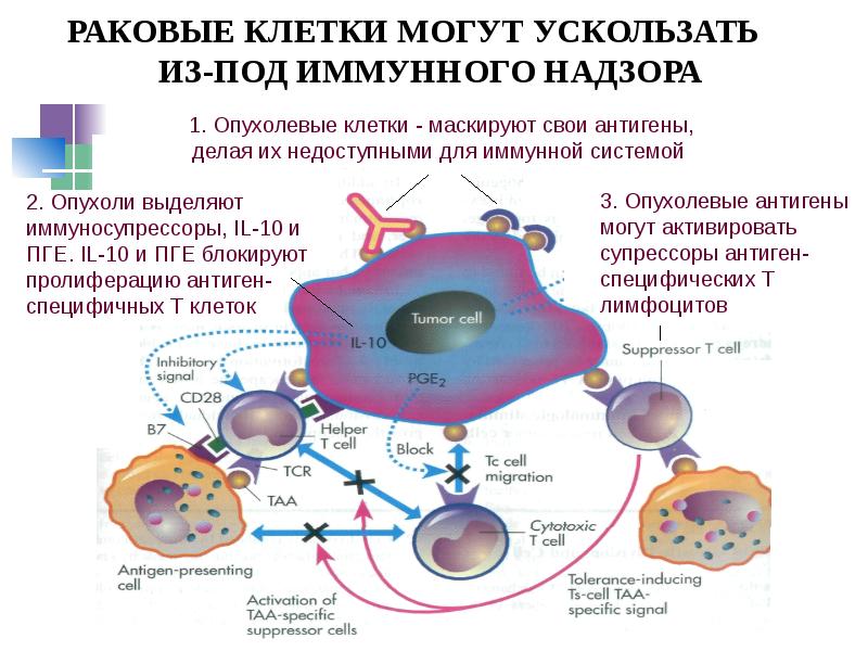 Презентация по опухолям