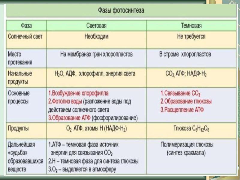 Энергетический обмен егэ биология презентация - 84 фото