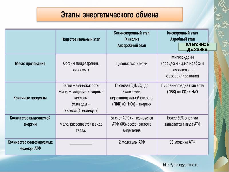 Схема клеточное дыхание с подписями егэ биология